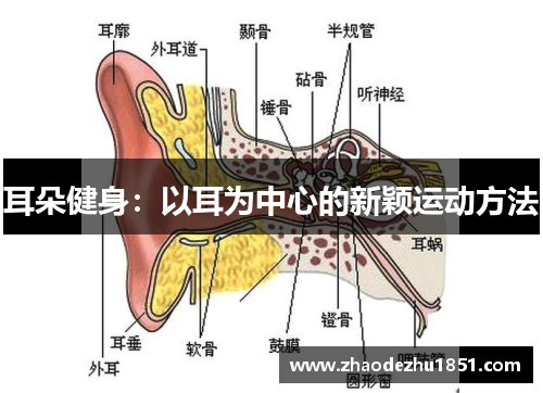 耳朵健身：以耳为中心的新颖运动方法